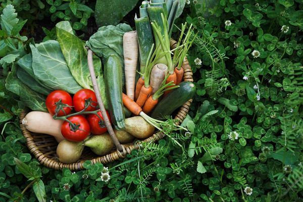 Les micronutriments