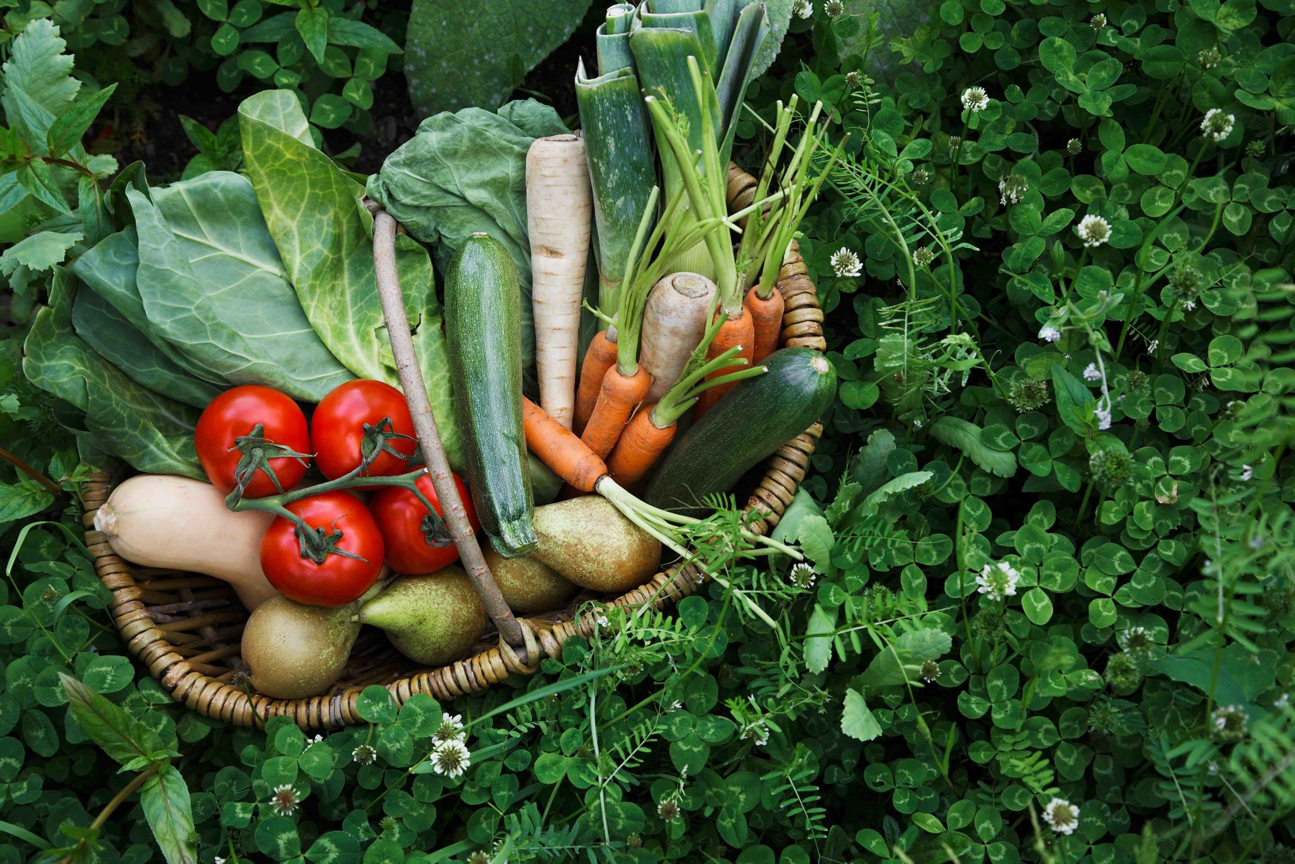 Les micronutriments